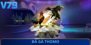 Đá gà Thomo